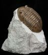Very D Asaphus Lepidurus Trilobite - Russia #31316-1
